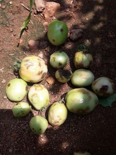 Tomato Late Blight - Tomato