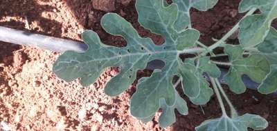 Flea Beetles - Melon