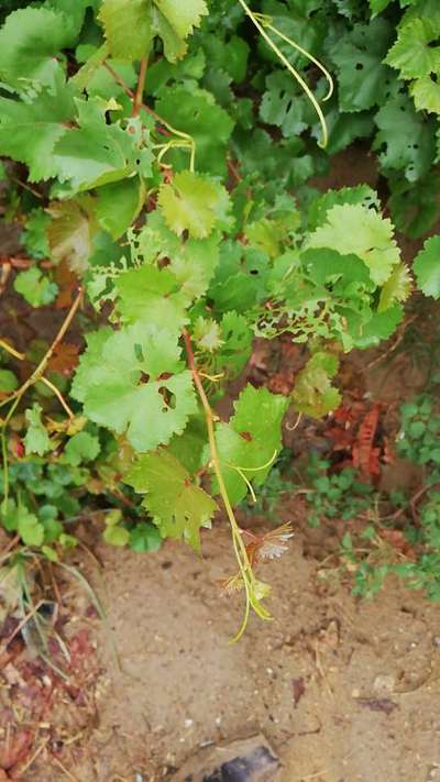 Vine Flea Beetle - Grape