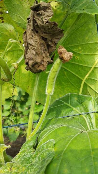 Anthracnose of Cucurbits - Cucumber