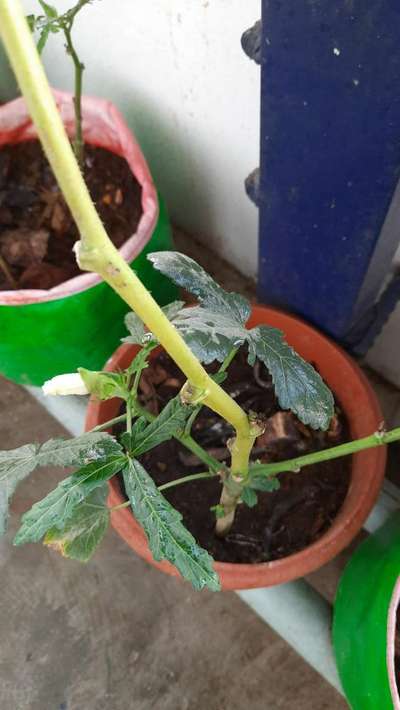 Powdery Mildew - Okra