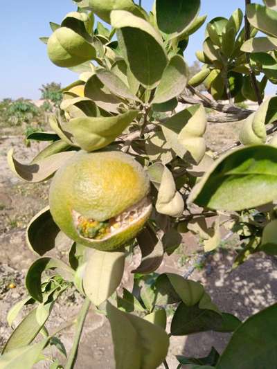 Fruit Cracking - Agrumes