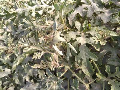 Thrips - Melon