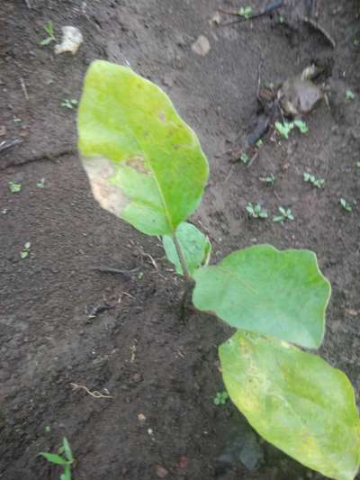 Early Blight - Brinjal