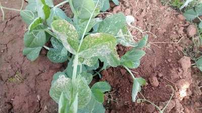 Spider Mites - Pea