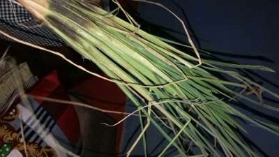 Stem Rot of Rice - Rice