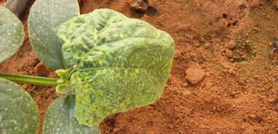 Cucumber Green Mottle Virus - Cucumber