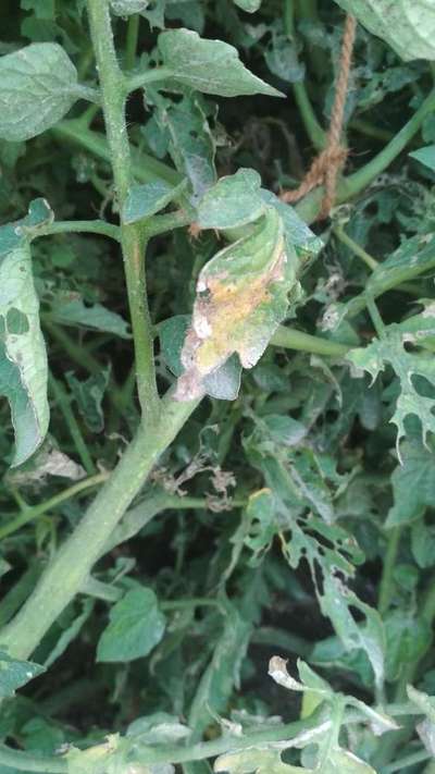 Tobacco Caterpillar - Tomato