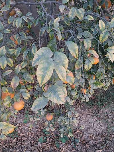 Zinc Deficiency - Citrus