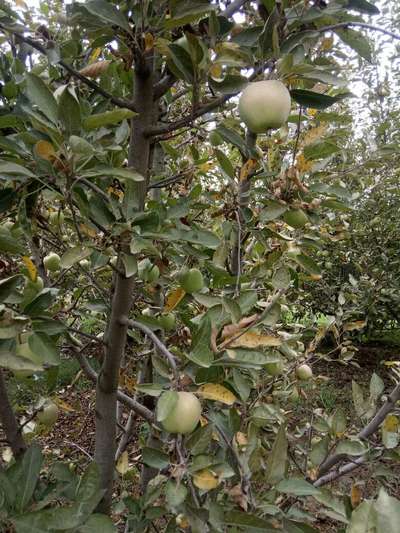 Anthracnose of Apple - Apple