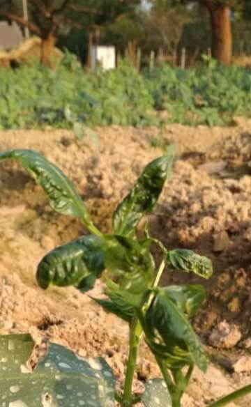 Broad Mite - Bean