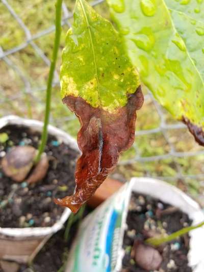 Potassium Deficiency - Capsicum & Chilli