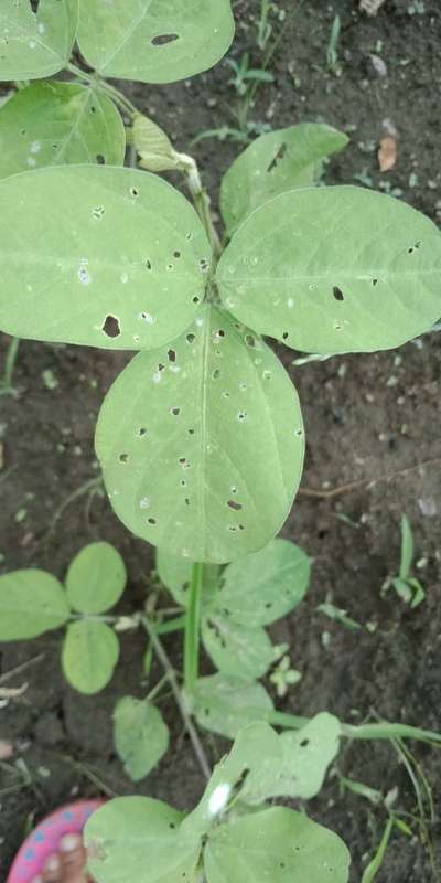 Flea Beetles - Soybean