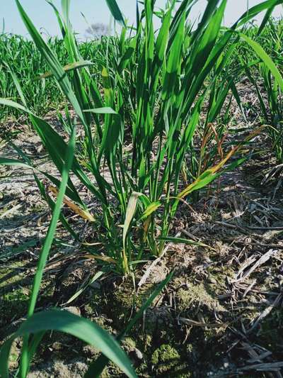 Root and Foot Rot - Wheat