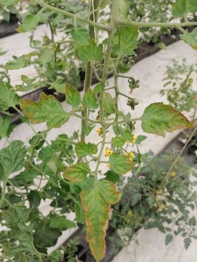 Potassium Deficiency - Tomato