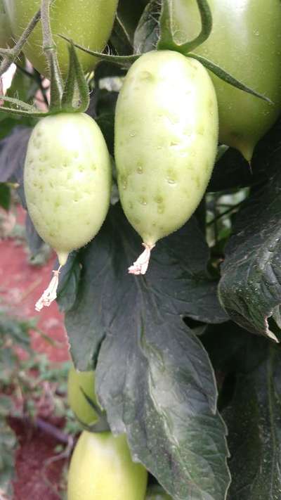 Mancha-bacteriana do Tomate - Tomate