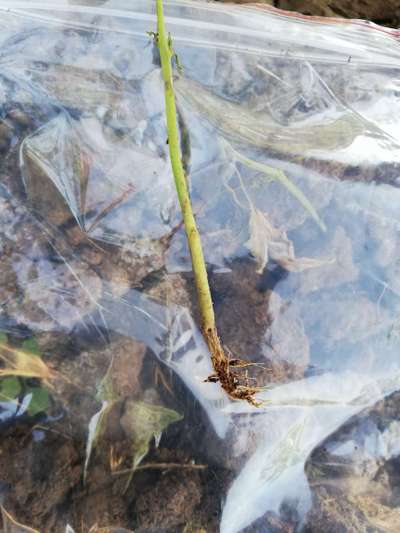 Foot and Collar Rot - Capsicum & Chilli