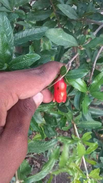 Alternaria Black Spot and Fruit Rot - Pomegranate