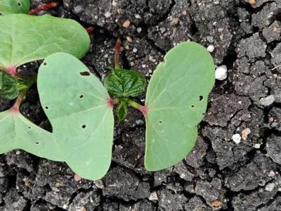 Tobacco Caterpillar - Cotton