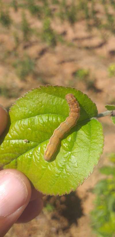 Chenille Helicoverpa - Pommiers