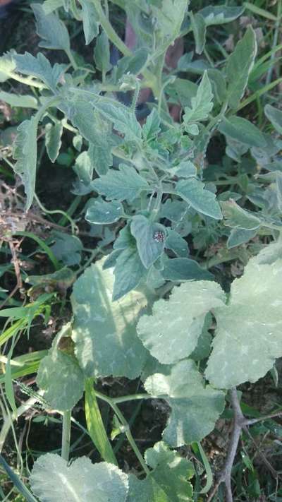 Boron Deficiency - Tomato