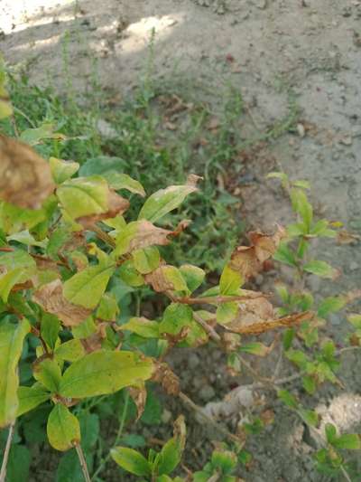 Nitrogen Deficiency - Pomegranate