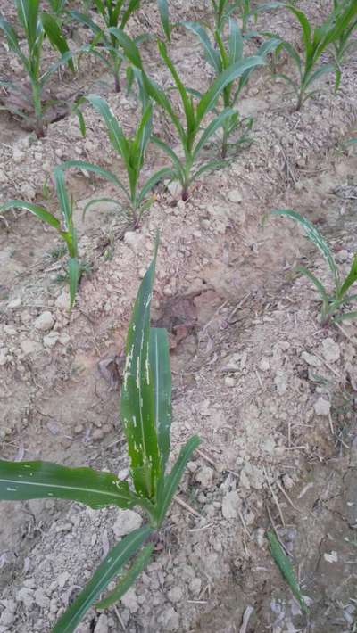 থ্রিপস - ভুট্টা