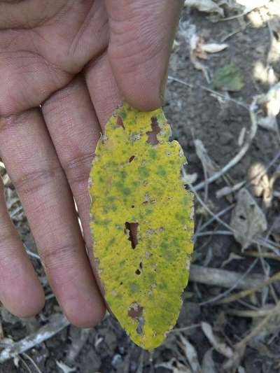 Bean Yellow Mosaic Virus - Soybean