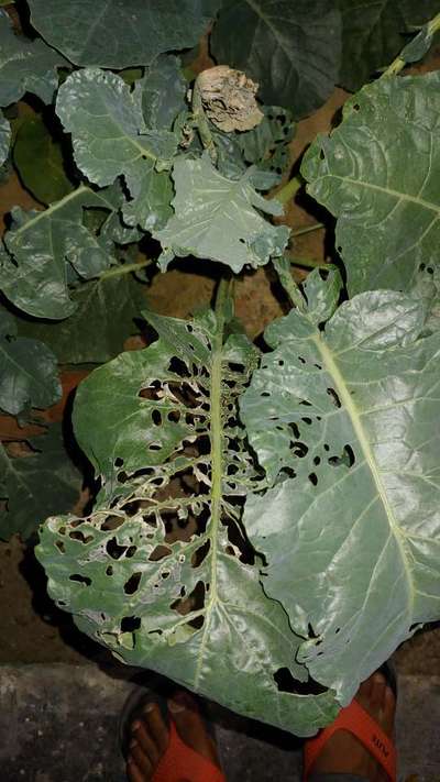 Diamondback Moth - Cabbage