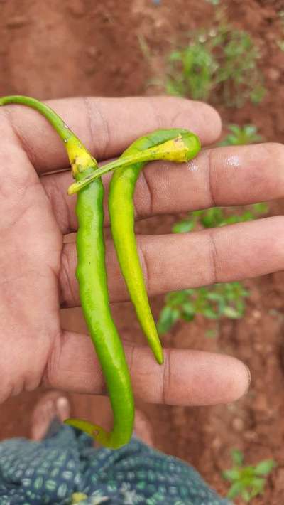 Boron Deficiency - Capsicum & Chilli