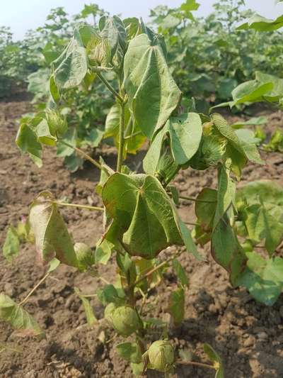 Leaf Reddening of Cotton - Cotton