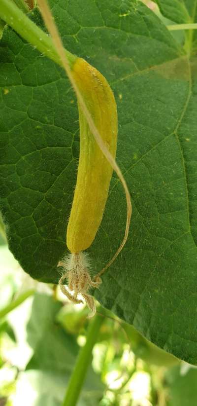 Botrytis Blight - Cucumber