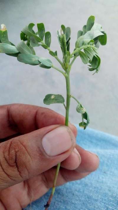 Anthracnose of Lentil - Lentil