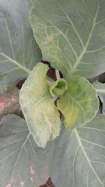 Nitrogen Deficiency - Cabbage