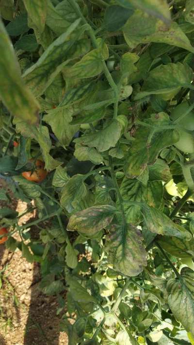 Leaf Miner Flies - Tomato