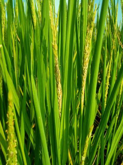 Yellow Stem Borer - Rice