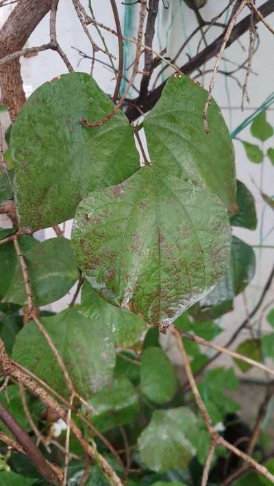 Broad Mite - Bean