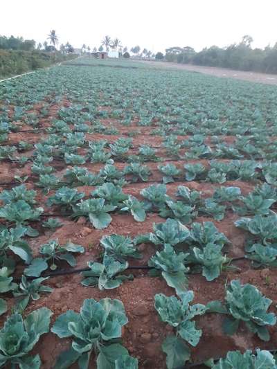 ಎಲೆಕೋಸು ಪತಂಗ ( ಕ್ಯಾಬೇಜ್ ಮಾತ್) - ಎಲೆಕೋಸು
