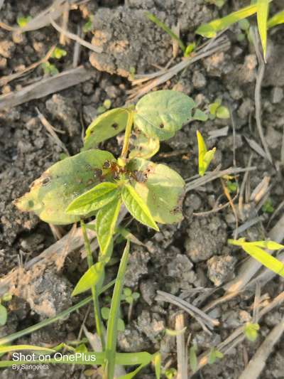 Flea Beetles - Black & Green Gram