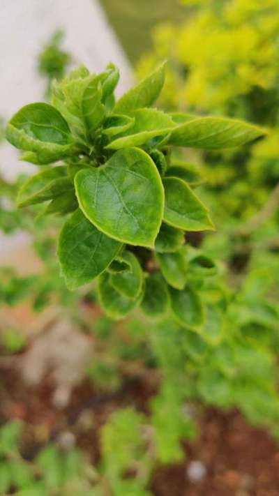 Potassium Deficiency - Capsicum & Chilli