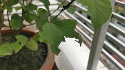 Leafcutter Bees - Grape