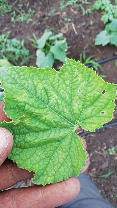 Cucumber Beetle - Cucumber