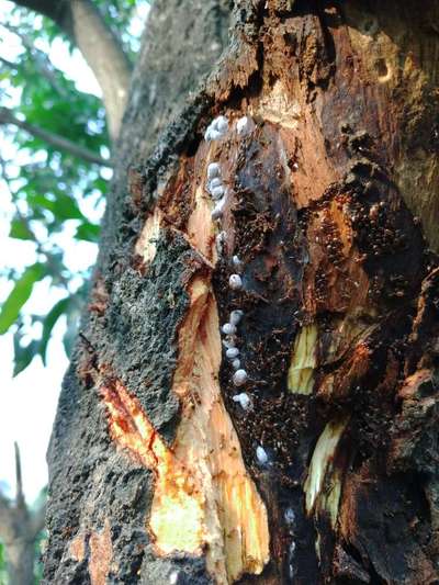 Mango Stem Borer - सिट्रस (नींबू वंश)