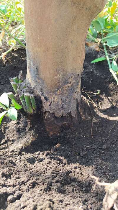 Mango Stem Borer - Cítricos