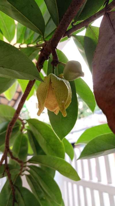 Anthracnose of Papaya and Mango - Citrus