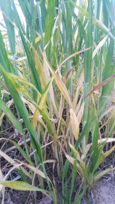 Nitrogen Deficiency - Wheat