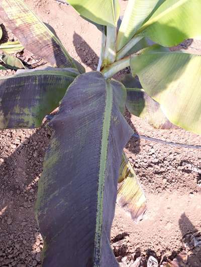 Phosphorus Deficiency - Banana