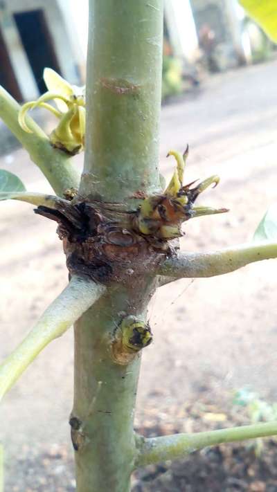 Mango Shoot Borer - Mango