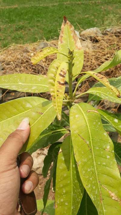 Calcium Deficiency - Mango