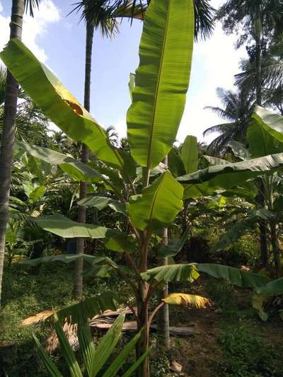 ಬೋರಾನ್ ಕೊರತೆ - ಬಾಳೆಹಣ್ಣು